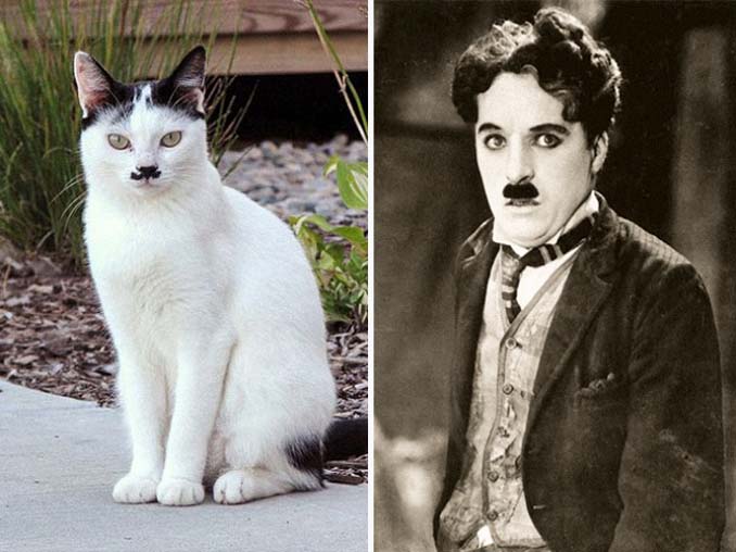 Γάτες που έχουν εκπληκτική ομοιότητα με διάσημα πρόσωπα (5)