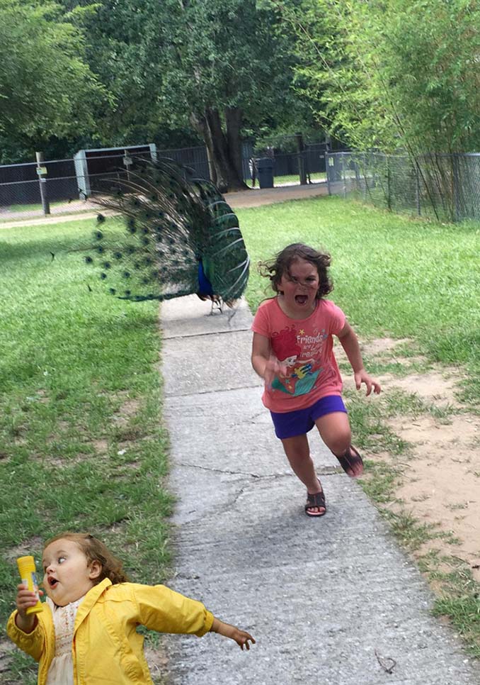 Κοριτσάκι τρέχει να γλυτώσει από παγόνι και οι ειδικοί του Photoshop αναλαμβάνουν δράση (9)