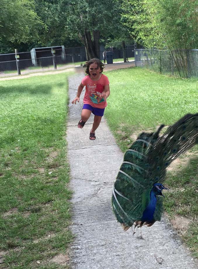 Κοριτσάκι τρέχει να γλυτώσει από παγόνι και οι ειδικοί του Photoshop αναλαμβάνουν δράση (11)