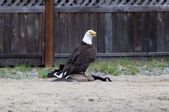Φωτογράφος κατέγραψε την μάχη ενός φαλακρού αετού με καναδική χήνα (1)