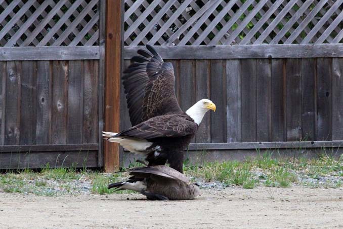 Φωτογράφος κατέγραψε την μάχη ενός φαλακρού αετού με καναδική χήνα (2)