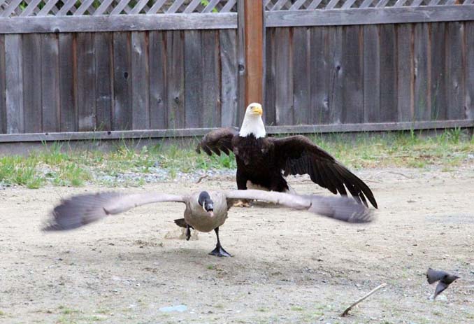 Φωτογράφος κατέγραψε την μάχη ενός φαλακρού αετού με καναδική χήνα (4)