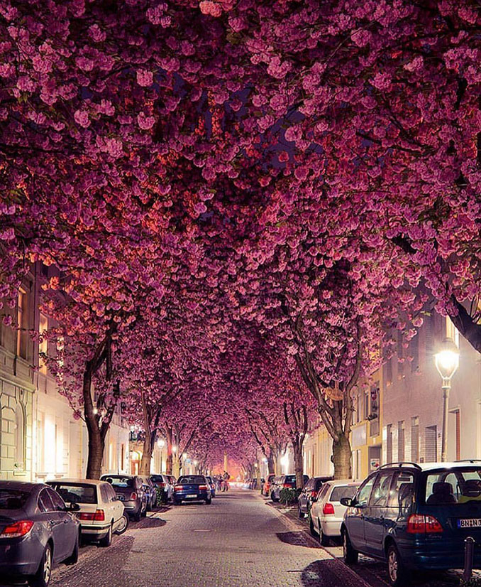 Βραδινός περίπατος στον δρόμο με τις ανθισμένες κερασιές | Φωτογραφία της ημέρας