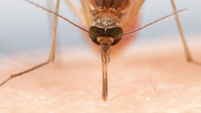 Δείτε πως τα κουνούπια χρησιμοποιούν 6 βελόνες για να μας ρουφήξουν το αίμα