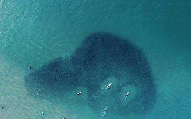 Drone καταγράφει φώκια να κολυμπάει ανάμεσα κοπάδι από ψάρια