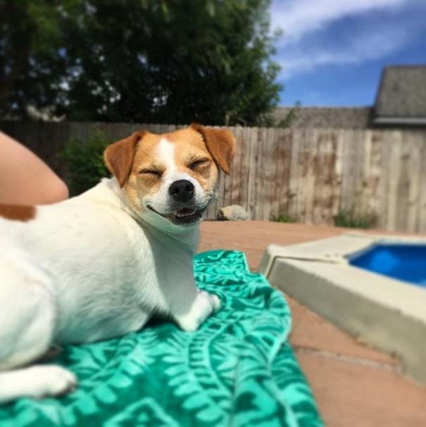 Φωτογραφίες σκύλων που απολαμβάνουν το καλοκαίρι τους (14)