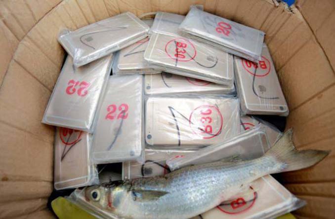 Οι Κινεζικές αρχές συνέλαβαν ψαράδες που είχαν μια ψαριά - έκπληξη (3)