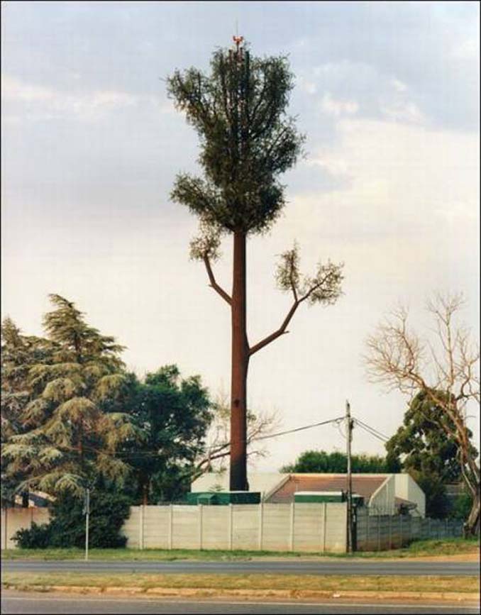 Νομίζετε πως πρόκειται για ένα δένδρο; Κοιτάξτε πιο προσεκτικά... (5)
