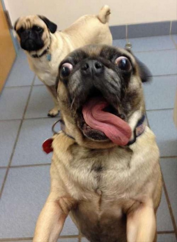 Σκύλοι που βγάζουν απίθανες selfies (3)