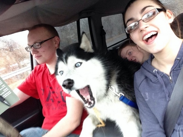 Σκύλοι που βγάζουν απίθανες selfies (11)