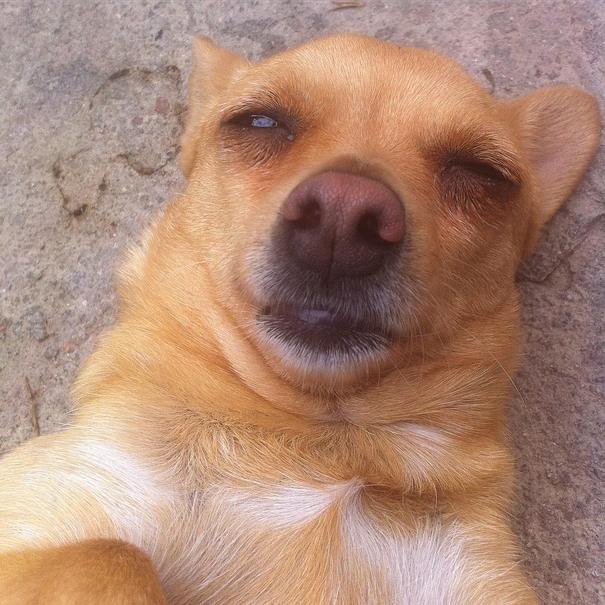 Σκύλοι που βγάζουν απίθανες selfies (17)