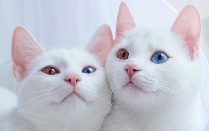 Δίδυμες γάτες με πανέμορφα ετεροχρωματικά μάτια (1)