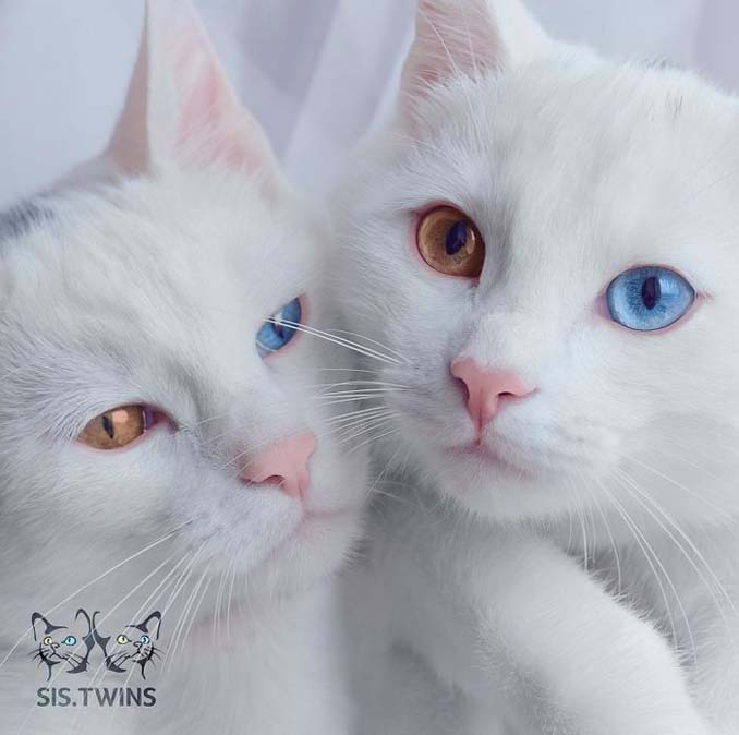 Δίδυμες γάτες με πανέμορφα ετεροχρωματικά μάτια (6)