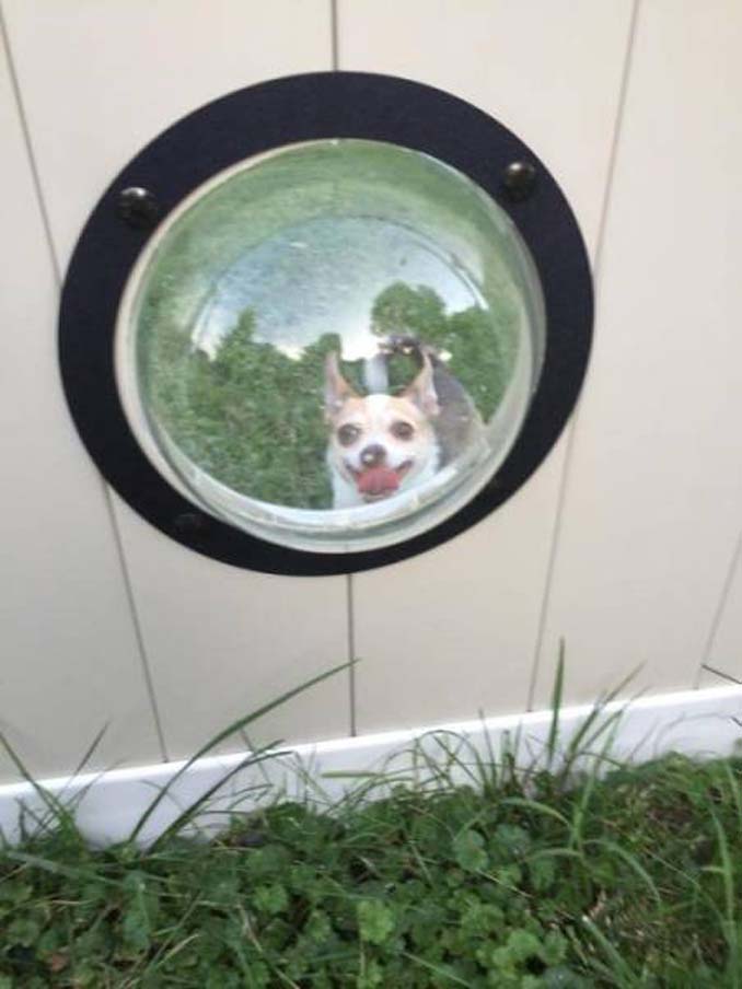 Έφτιαξε ειδικά παράθυρα για να βλέπουν οι σκύλοι του έξω από τον φράχτη (5)