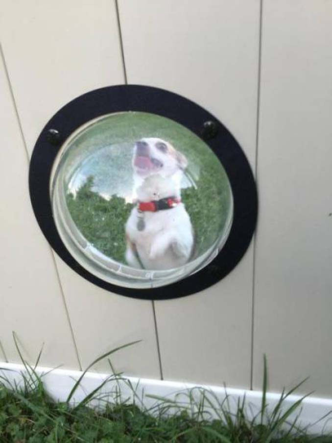 Έφτιαξε ειδικά παράθυρα για να βλέπουν οι σκύλοι του έξω από τον φράχτη (7)