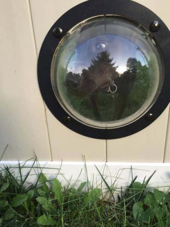 Έφτιαξε ειδικά παράθυρα για να βλέπουν οι σκύλοι του έξω από τον φράχτη (8)