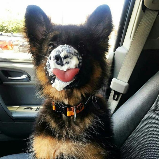 Ποιος έφαγε το παγωτό; Εγώ δεν ξέρω τίποτα... | Φωτογραφία της ημέρας