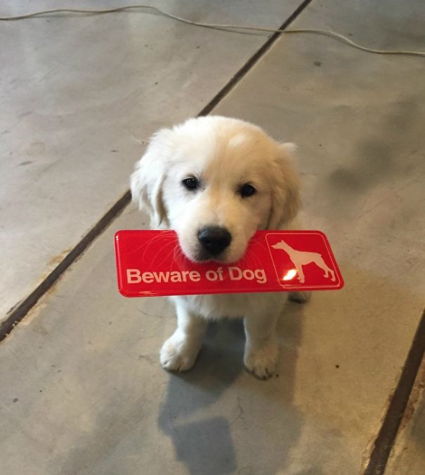 Όταν οι πινακίδες «Προσοχή σκύλος» αποκτούν κωμική διάσταση (2)