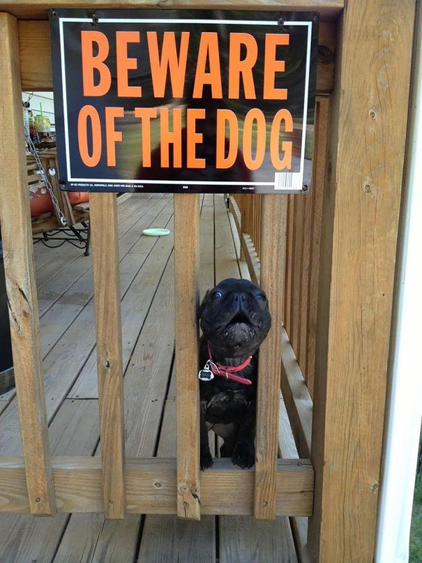 Όταν οι πινακίδες «Προσοχή σκύλος» αποκτούν κωμική διάσταση (8)