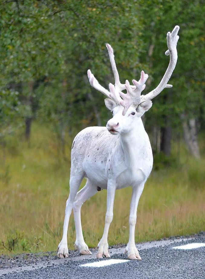 Σπάνιος λευκός τάρανδος στη Σουηδία | Φωτογραφία της ημέρας
