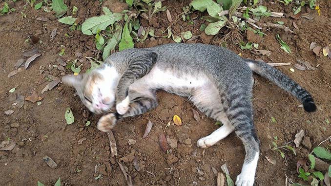 Γάτα πενθεί την ιδιοκτήτριά της μένοντας επί ένα χρόνο δίπλα στον τάφο της (4)