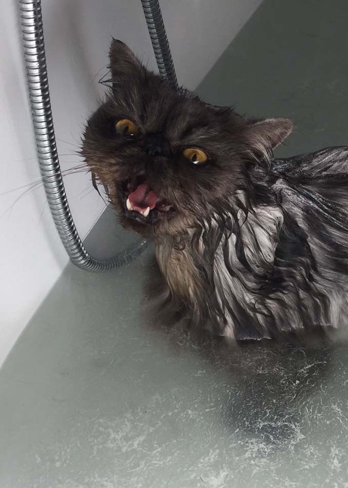 Γάτες που μισούν το μπάνιο όσο τίποτε άλλο (1)