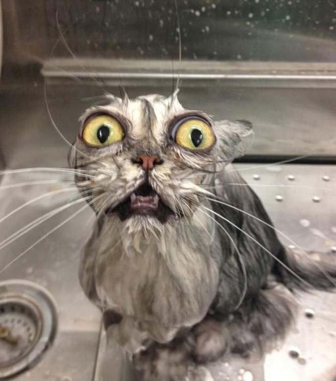 Γάτες που μισούν το μπάνιο όσο τίποτε άλλο (3)