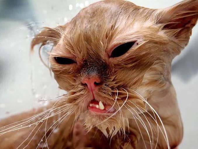 Γάτες που μισούν το μπάνιο όσο τίποτε άλλο (4)