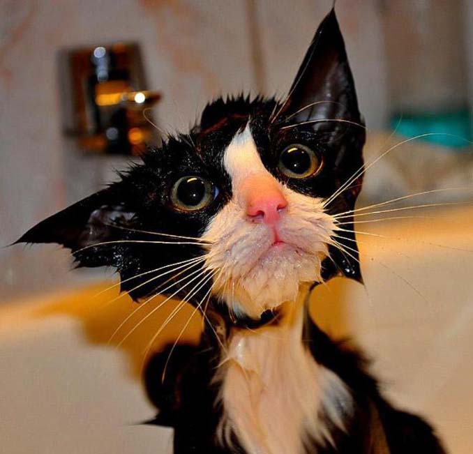 Γάτες που μισούν το μπάνιο όσο τίποτε άλλο (9)