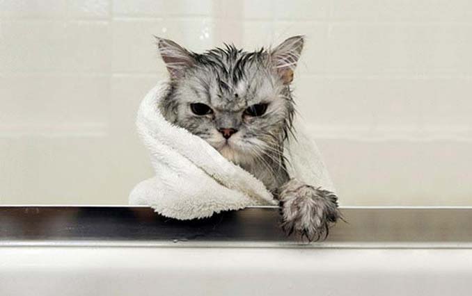 Γάτες που μισούν το μπάνιο όσο τίποτε άλλο (14)