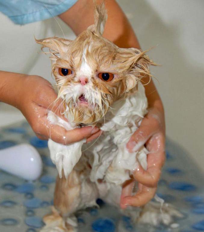 Γάτες που μισούν το μπάνιο όσο τίποτε άλλο (19)