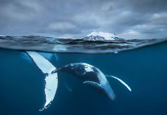 Καθηγητής βιολογίας φωτογραφίζει φάλαινες στην Αρκτική (4)