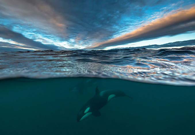 Καθηγητής βιολογίας φωτογραφίζει φάλαινες στην Αρκτική (5)