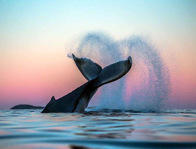 Καθηγητής βιολογίας φωτογραφίζει φάλαινες στην Αρκτική (8)