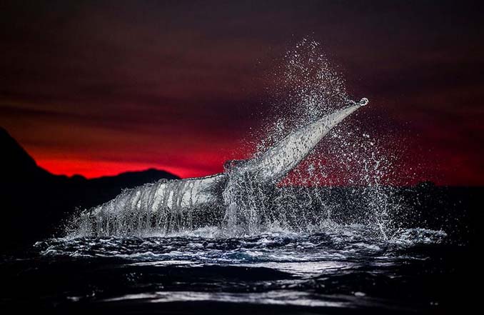Καθηγητής βιολογίας φωτογραφίζει φάλαινες στην Αρκτική (12)