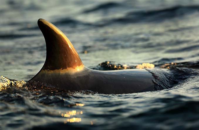 Καθηγητής βιολογίας φωτογραφίζει φάλαινες στην Αρκτική (13)