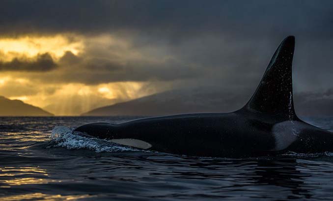 Καθηγητής βιολογίας φωτογραφίζει φάλαινες στην Αρκτική (15)