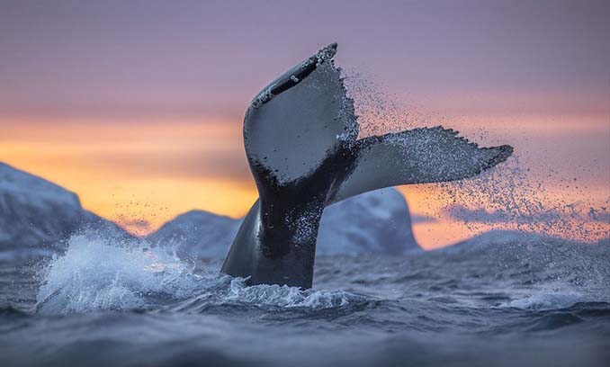 Καθηγητής βιολογίας φωτογραφίζει φάλαινες στην Αρκτική (16)
