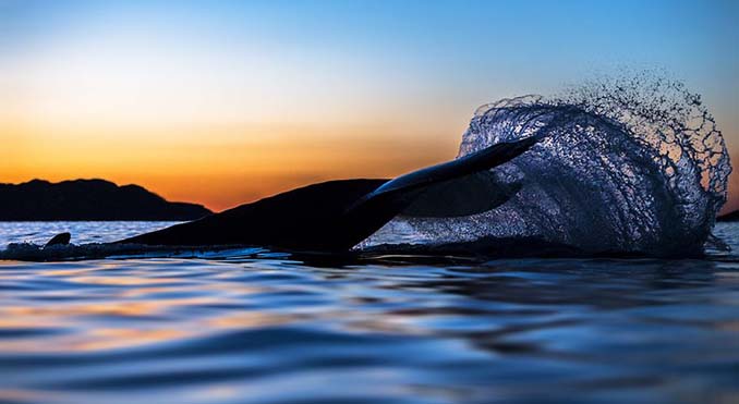 Καθηγητής βιολογίας φωτογραφίζει φάλαινες στην Αρκτική (18)