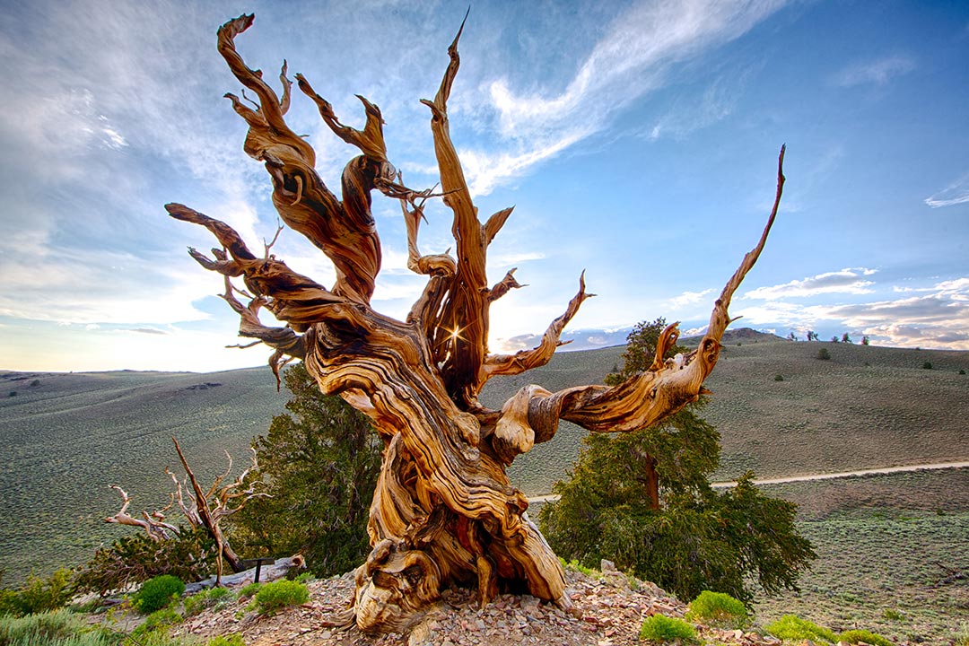 Πεύκο Bristlecone 4.800 ετών στην Καλιφόρνια | Φωτογραφία της ημέρας
