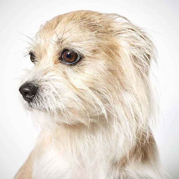 Φωτογράφος μόδας βοηθάει εγκαταλελειμμένους σκύλους να υιοθετηθούν (1)