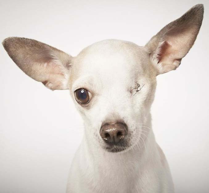 Φωτογράφος μόδας βοηθάει εγκαταλελειμμένους σκύλους να υιοθετηθούν (2)