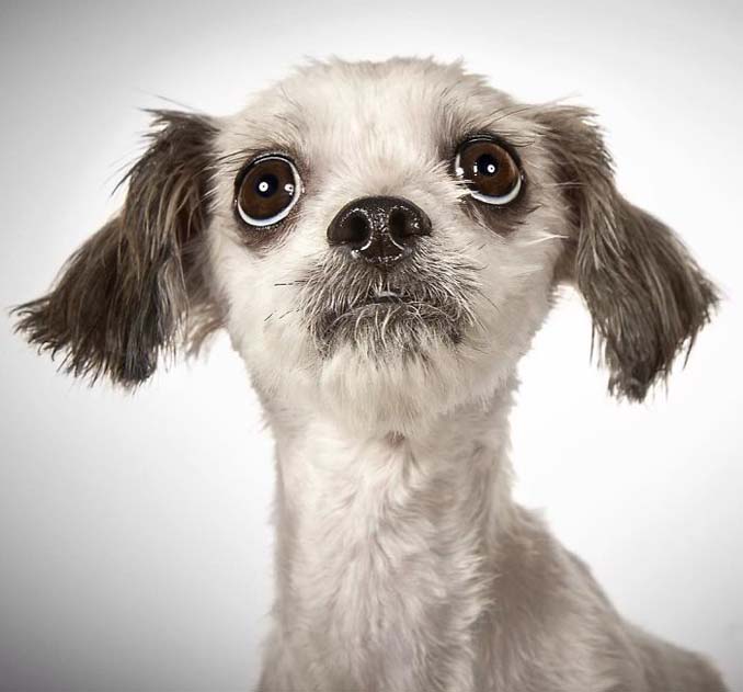 Φωτογράφος μόδας βοηθάει εγκαταλελειμμένους σκύλους να υιοθετηθούν (3)