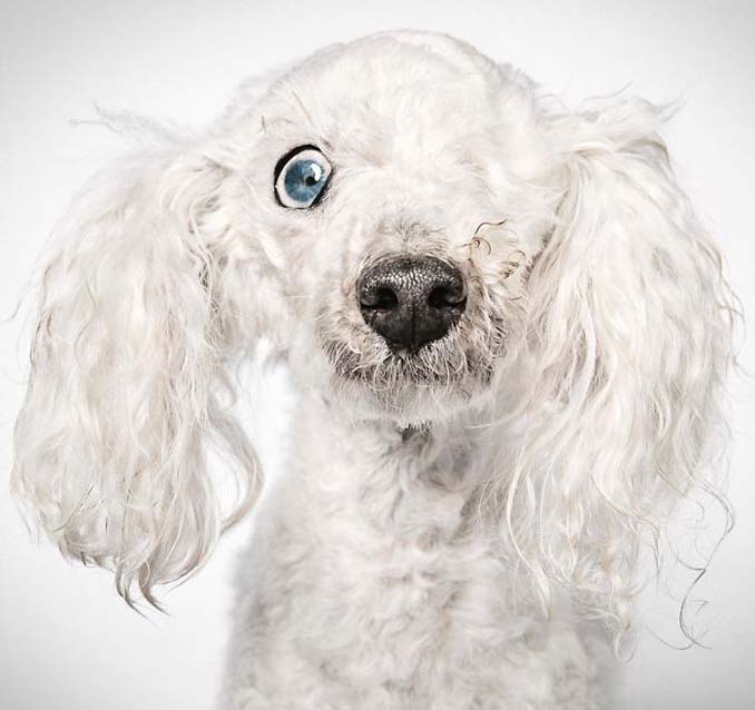 Φωτογράφος μόδας βοηθάει εγκαταλελειμμένους σκύλους να υιοθετηθούν (5)