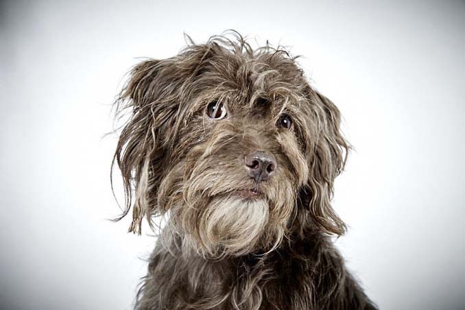 Φωτογράφος μόδας βοηθάει εγκαταλελειμμένους σκύλους να υιοθετηθούν (7)