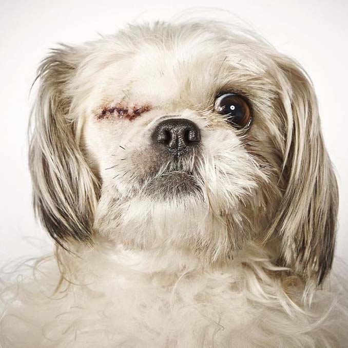 Φωτογράφος μόδας βοηθάει εγκαταλελειμμένους σκύλους να υιοθετηθούν (9)