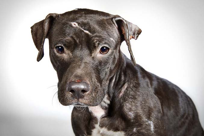 Φωτογράφος μόδας βοηθάει εγκαταλελειμμένους σκύλους να υιοθετηθούν (13)