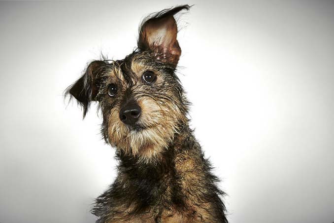 Φωτογράφος μόδας βοηθάει εγκαταλελειμμένους σκύλους να υιοθετηθούν (14)