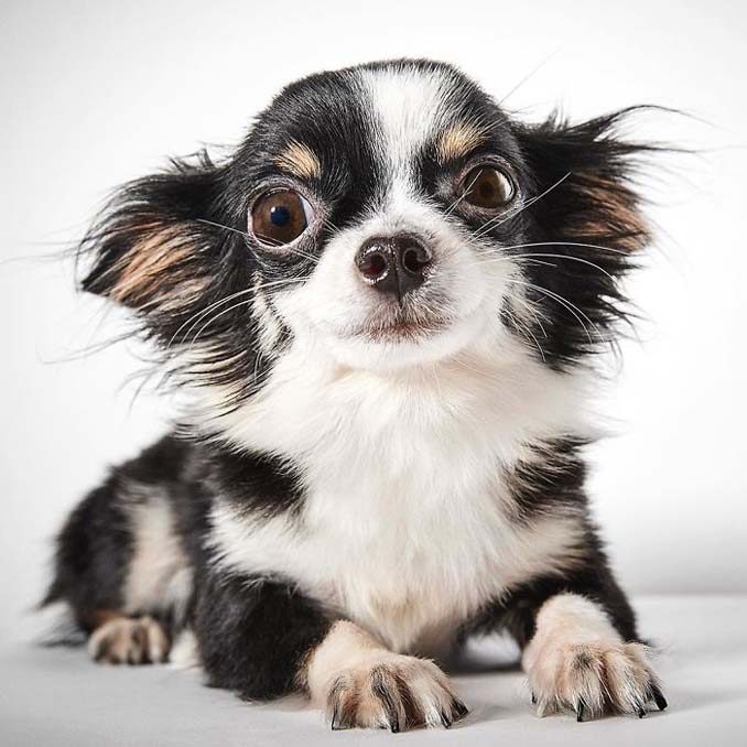Φωτογράφος μόδας βοηθάει εγκαταλελειμμένους σκύλους να υιοθετηθούν (21)