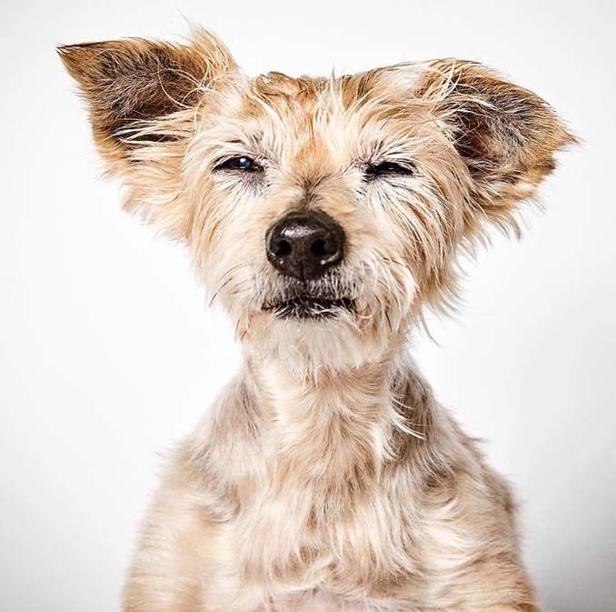 Φωτογράφος μόδας βοηθάει εγκαταλελειμμένους σκύλους να υιοθετηθούν (22)